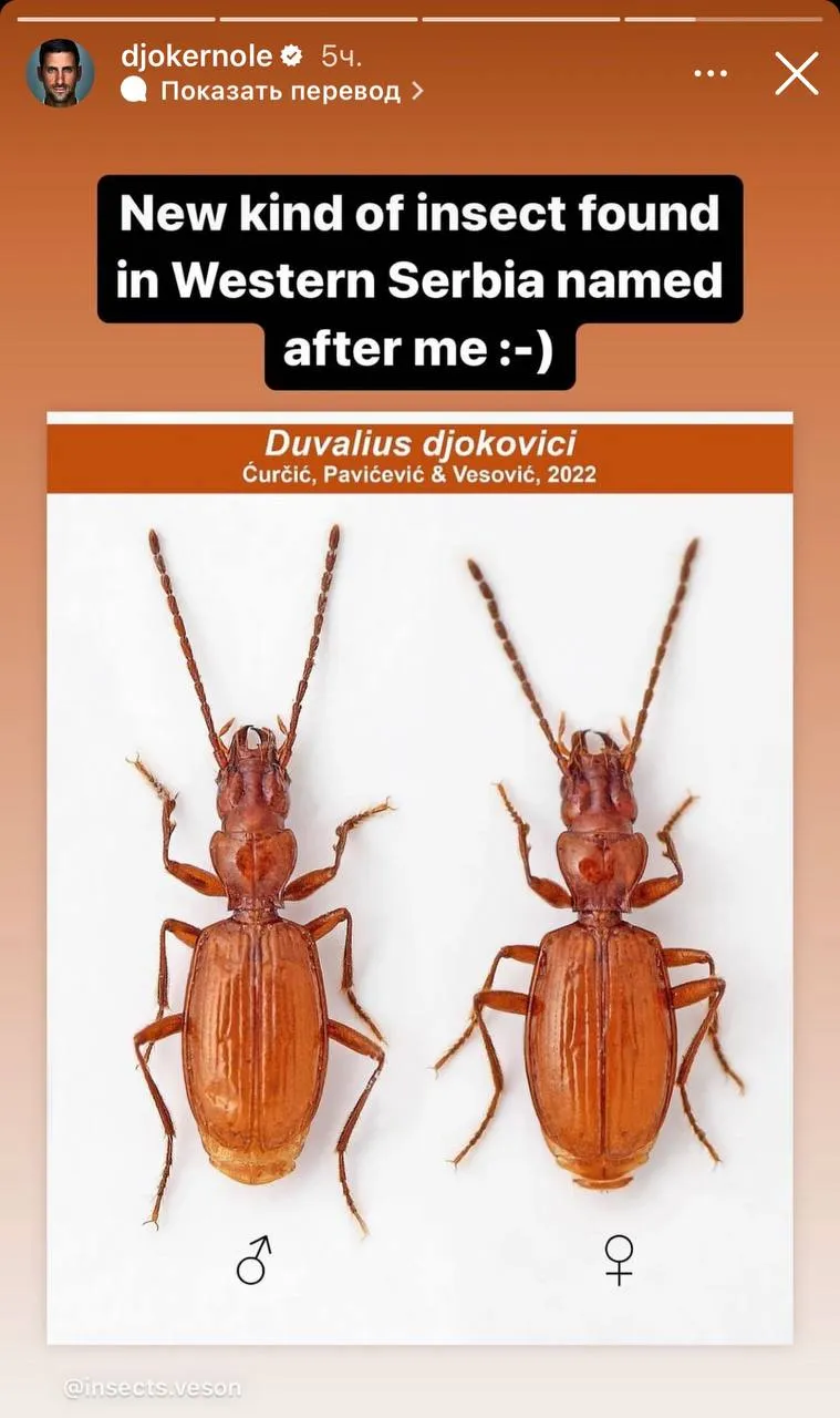 Джокович